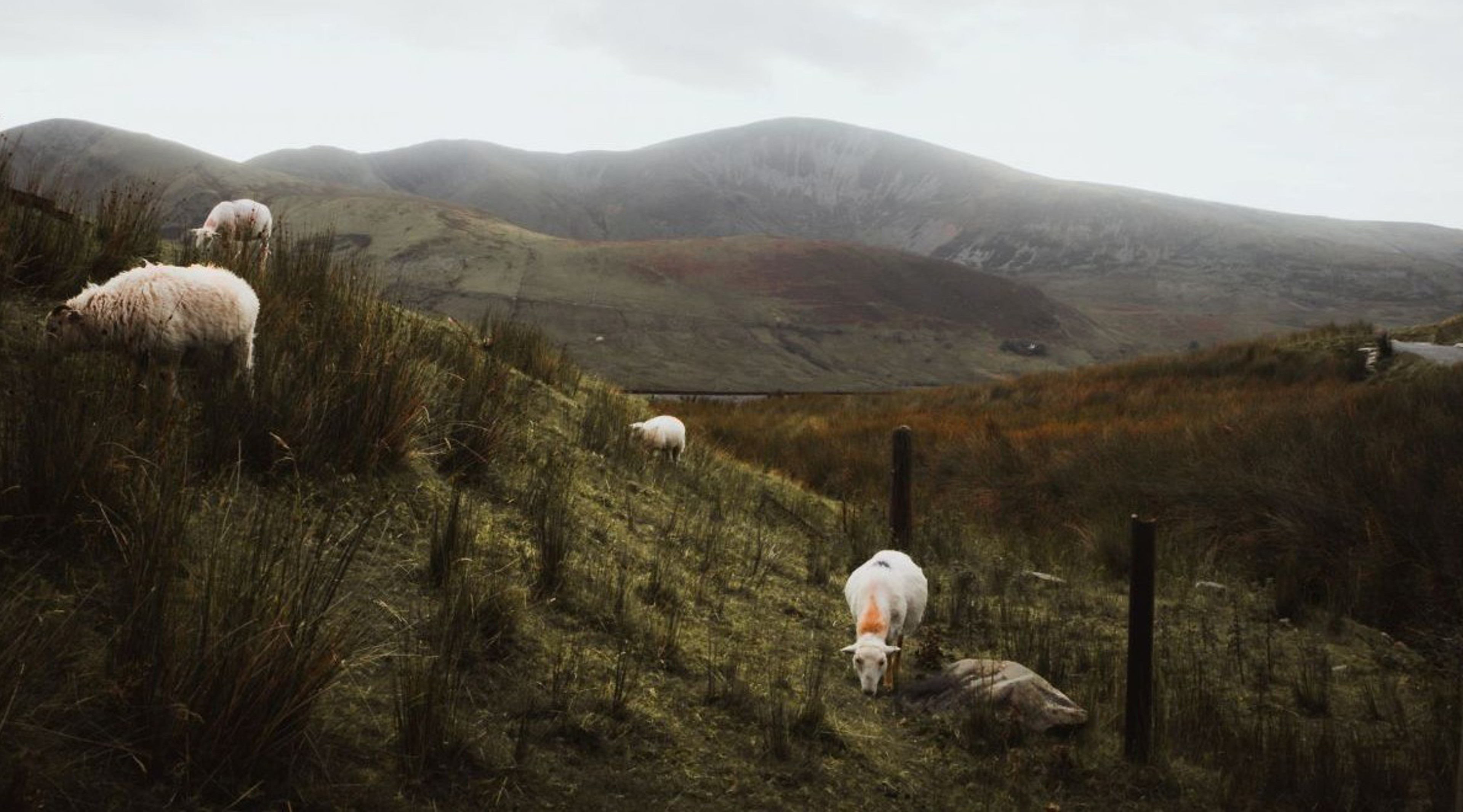 Sheep on the hillside of Mount Snowdon, Yr Wyddfa, Snowdonia National Park, Gwynedd, Wales