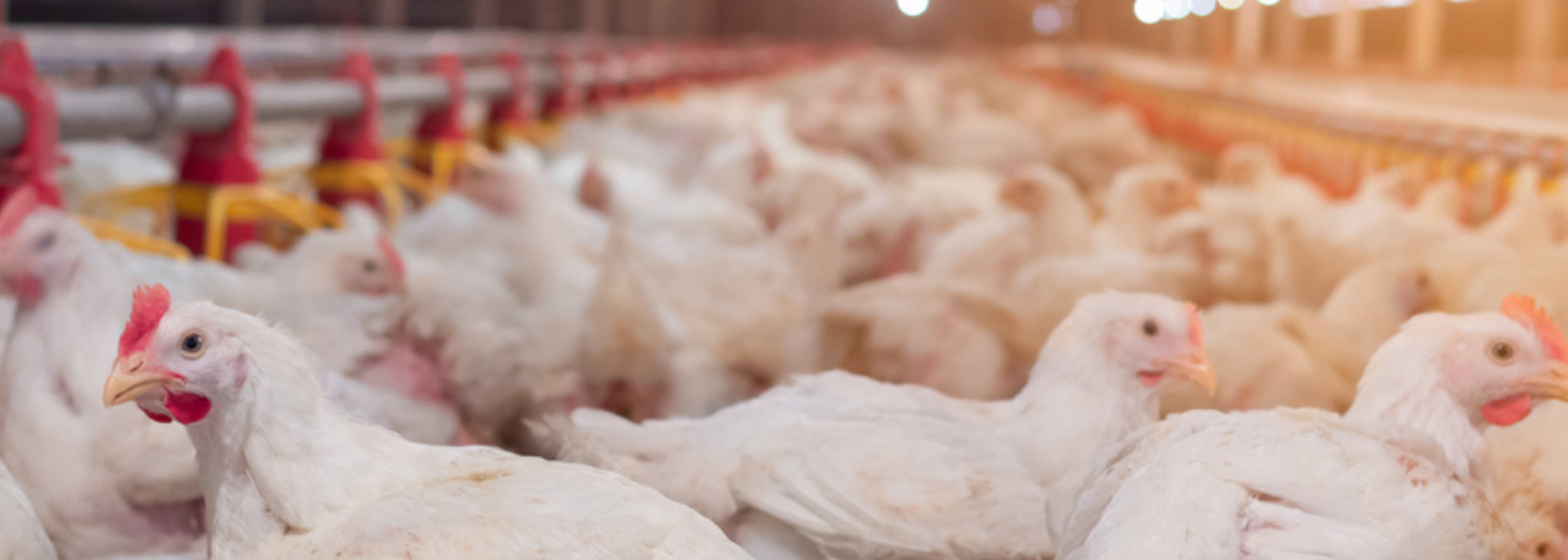 UK’s chicken megafarms are fuelling rise in ammonia emissions